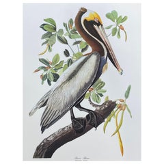 Vintage Large Classical Bird Color Print after John James Audubon, Broad Winged Hawk