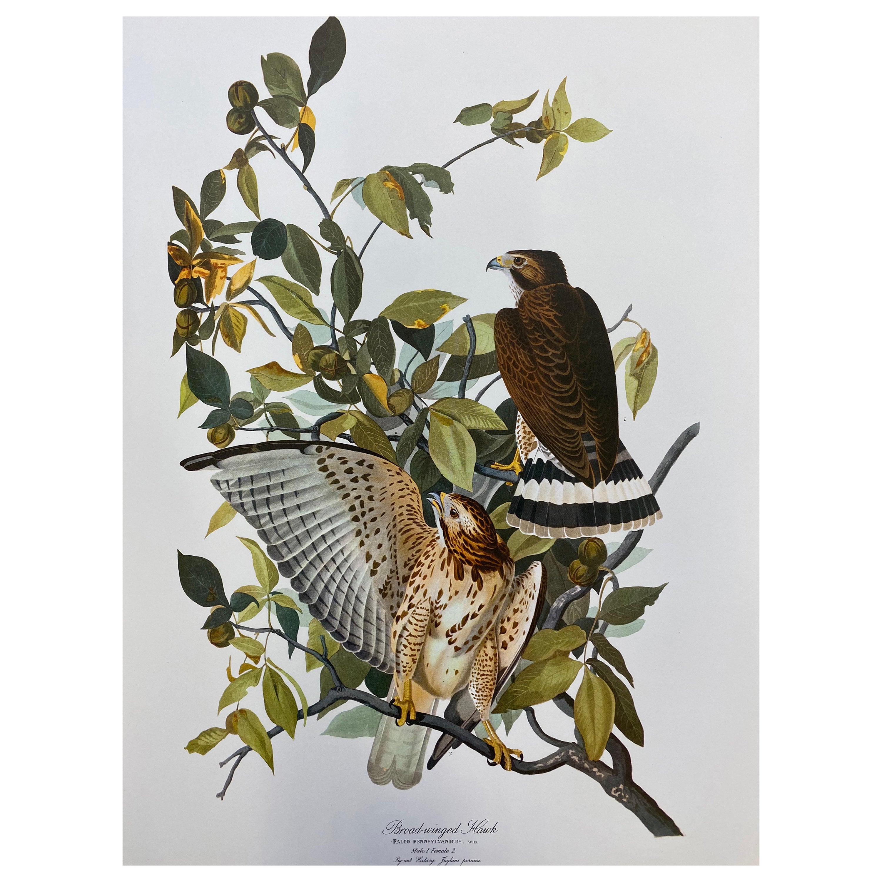 Grand imprimé classique en couleur oiseau d'après John James Audubon, Oiseau de chat en vente