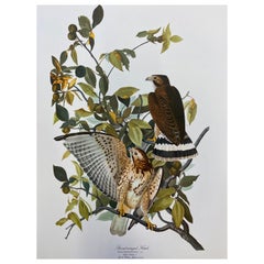 Large Classical Bird Color Print After John James Audubon, Cat Bird