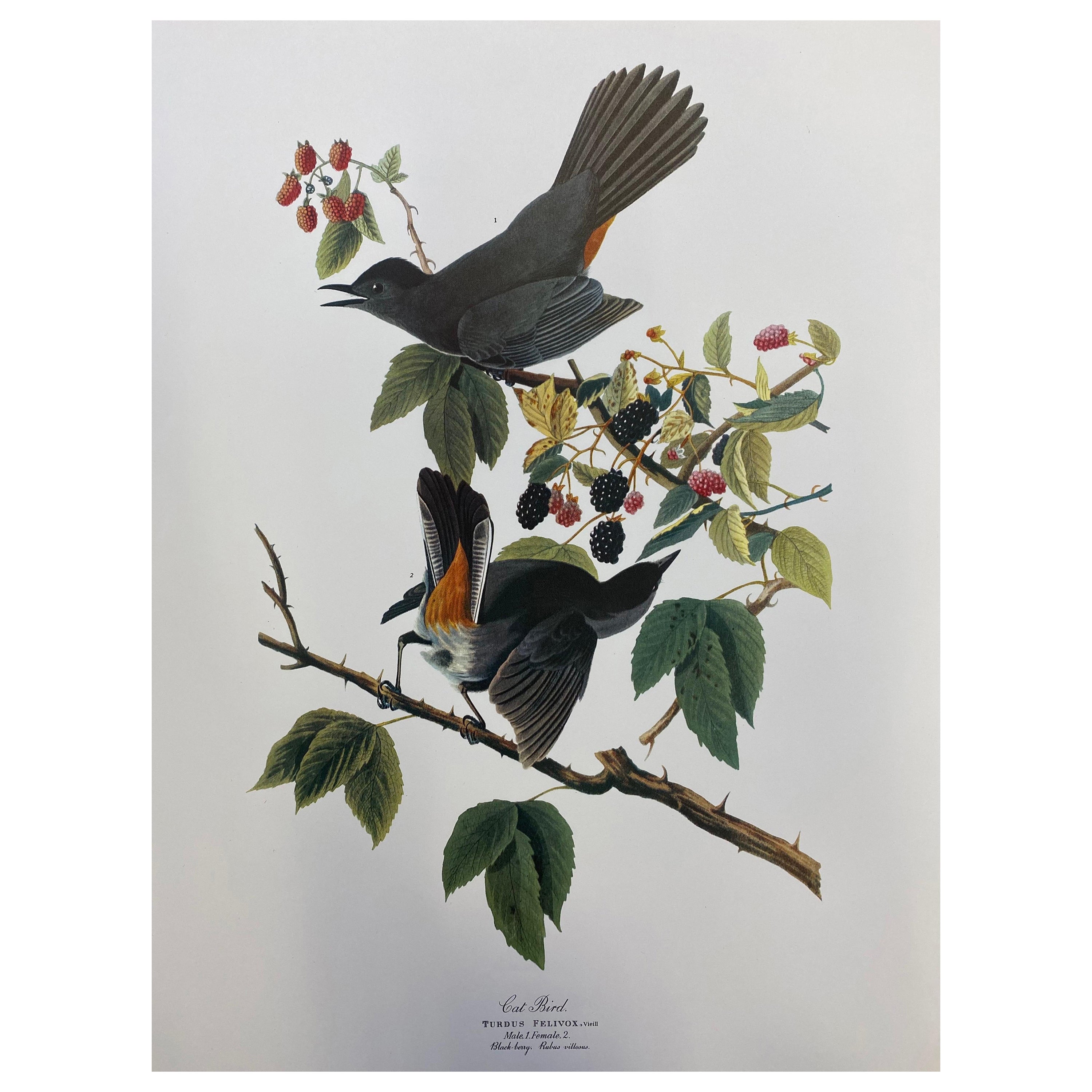 Large Classical Bird Color Print after John James Audubon, Canada Jay For Sale