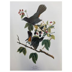 Grand imprimé classique en couleur oiseau d'après John James Audubon, Canada Jay