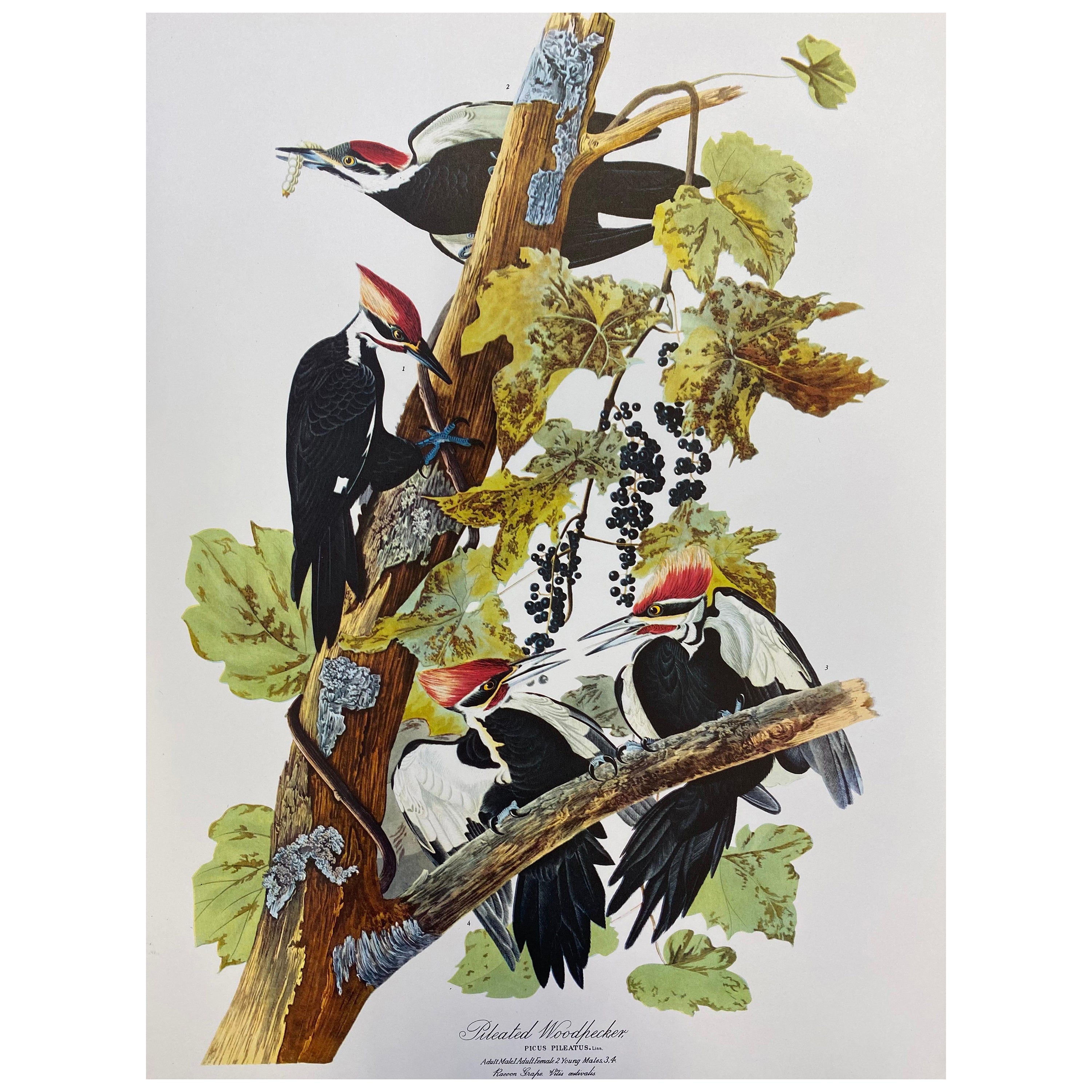 Large Classical Bird Color Print After John James Audubon, Pileated Woodpecker For Sale