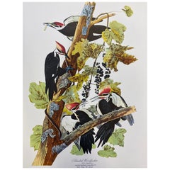 Vintage Large Classical Bird Color Print After John James Audubon, Pileated Woodpecker