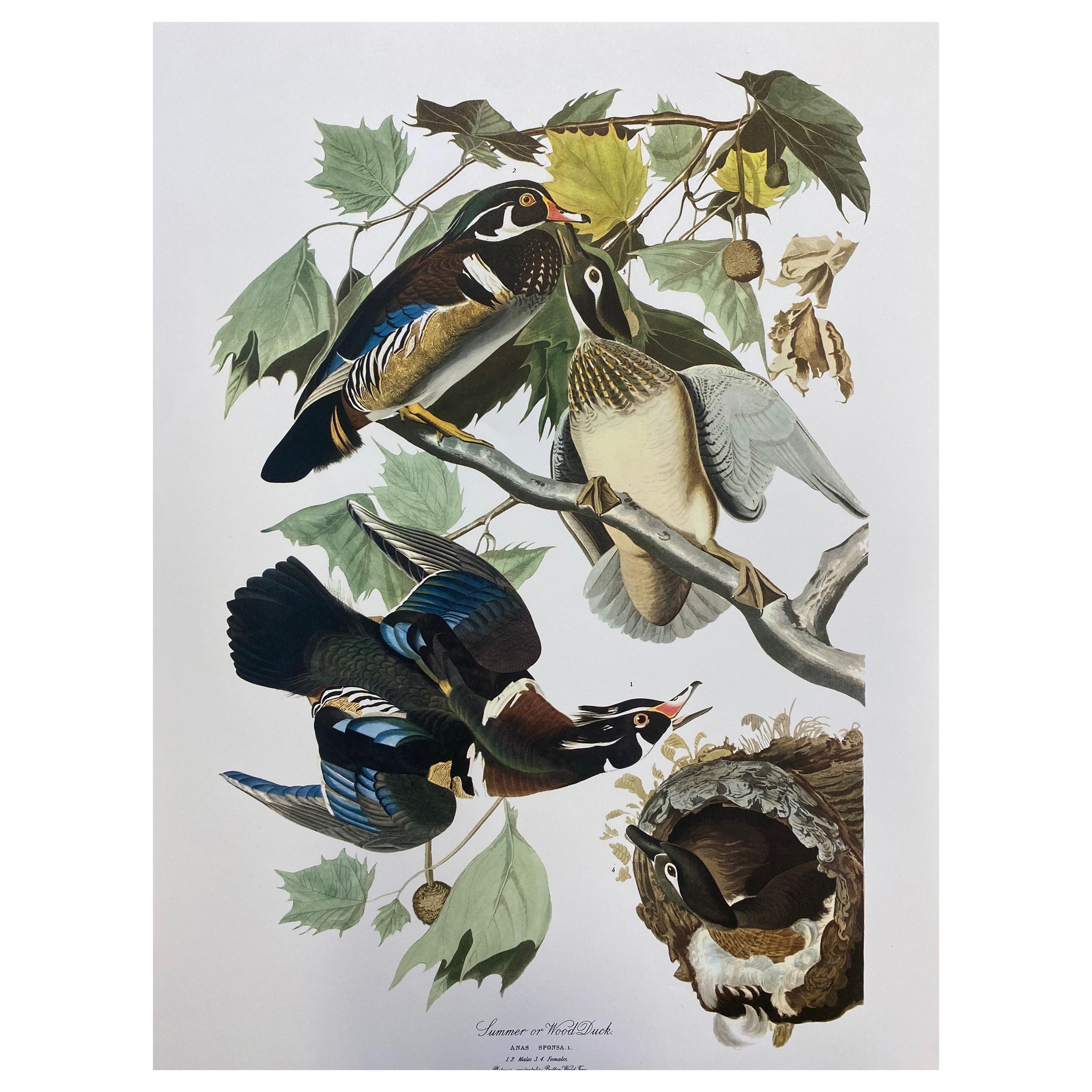 Large Classical Bird Color Print after John James Audubon, Summer or Woodduck For Sale