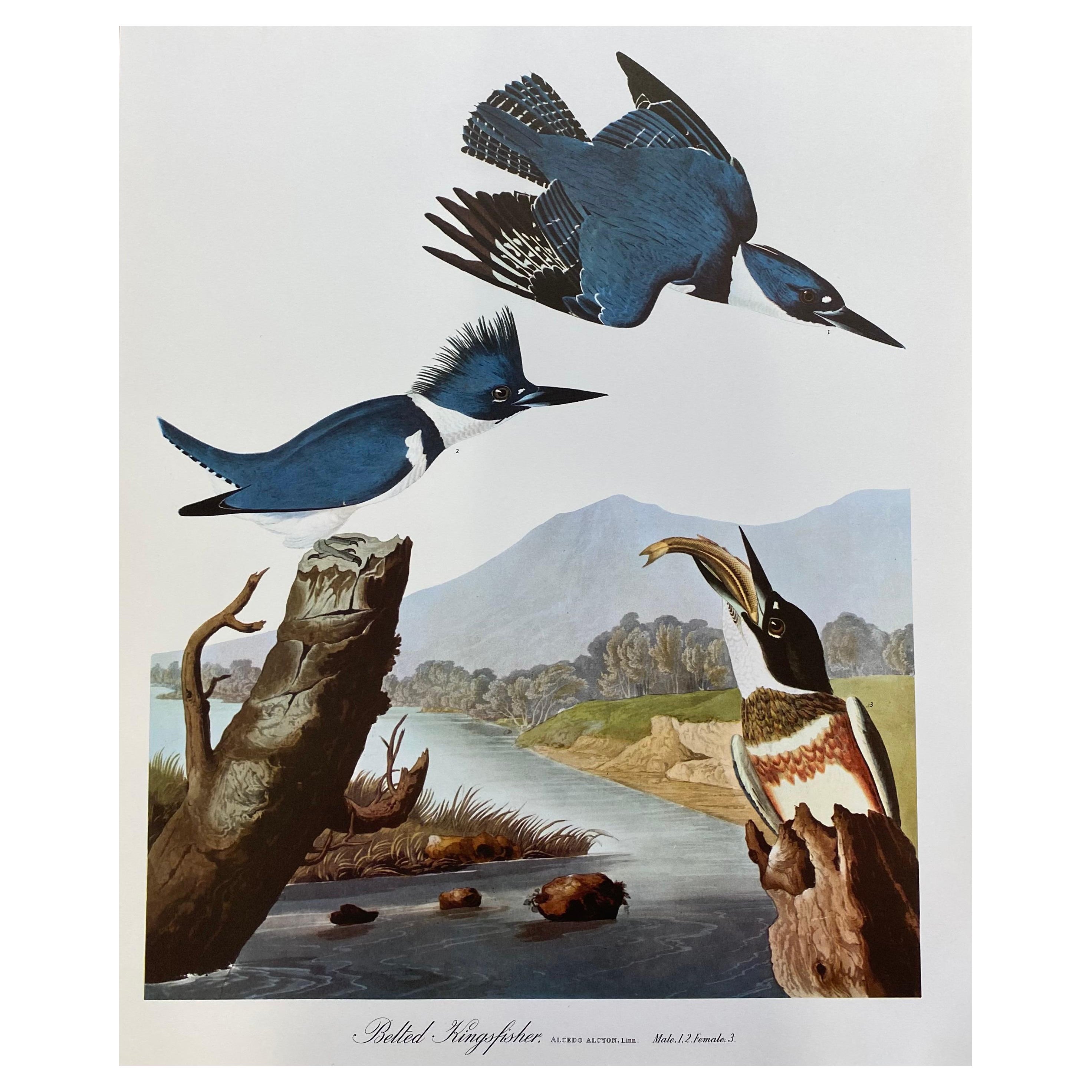 Large Classical Bird Color Print after John James Audubon, Belted Kingfisher For Sale
