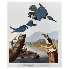 Large Classical Bird Color Print after John James Audubon, Belted Kingfisher