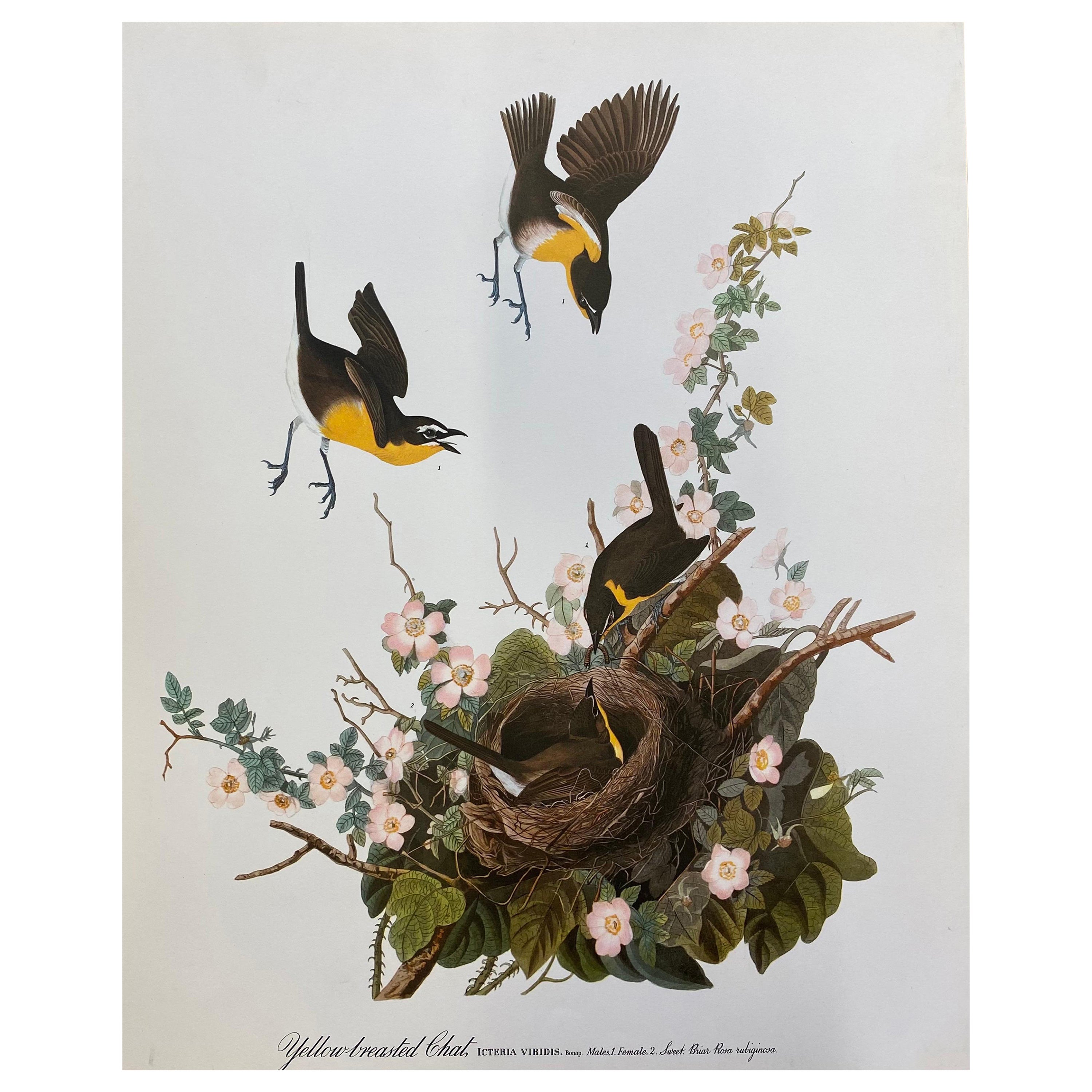 Large Classical Bird Color Print after John James Audubon, Yellow Breasted Chat For Sale