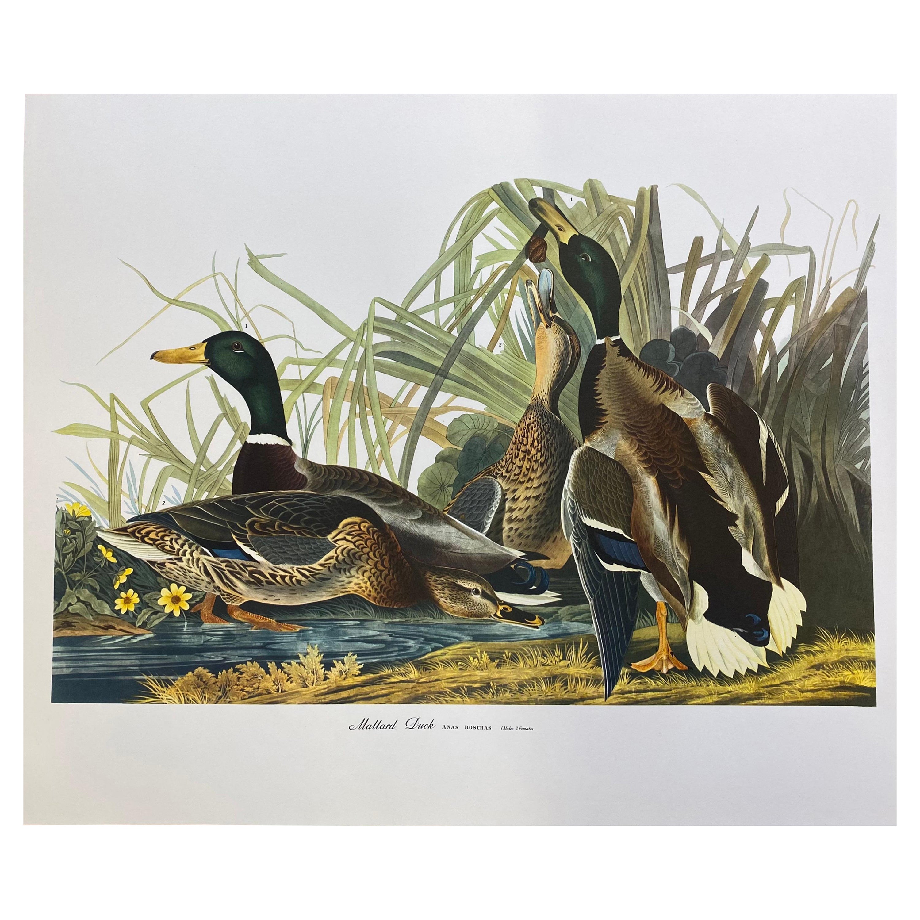 Large Classical Bird Color Print After John James Audubon, Mallard Duck