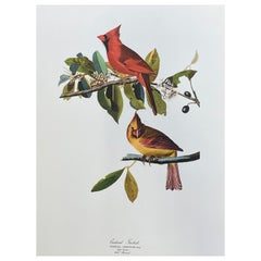 Vintage Large Classical Bird Color Print after John James Audubon, Cardinal Grosbeak