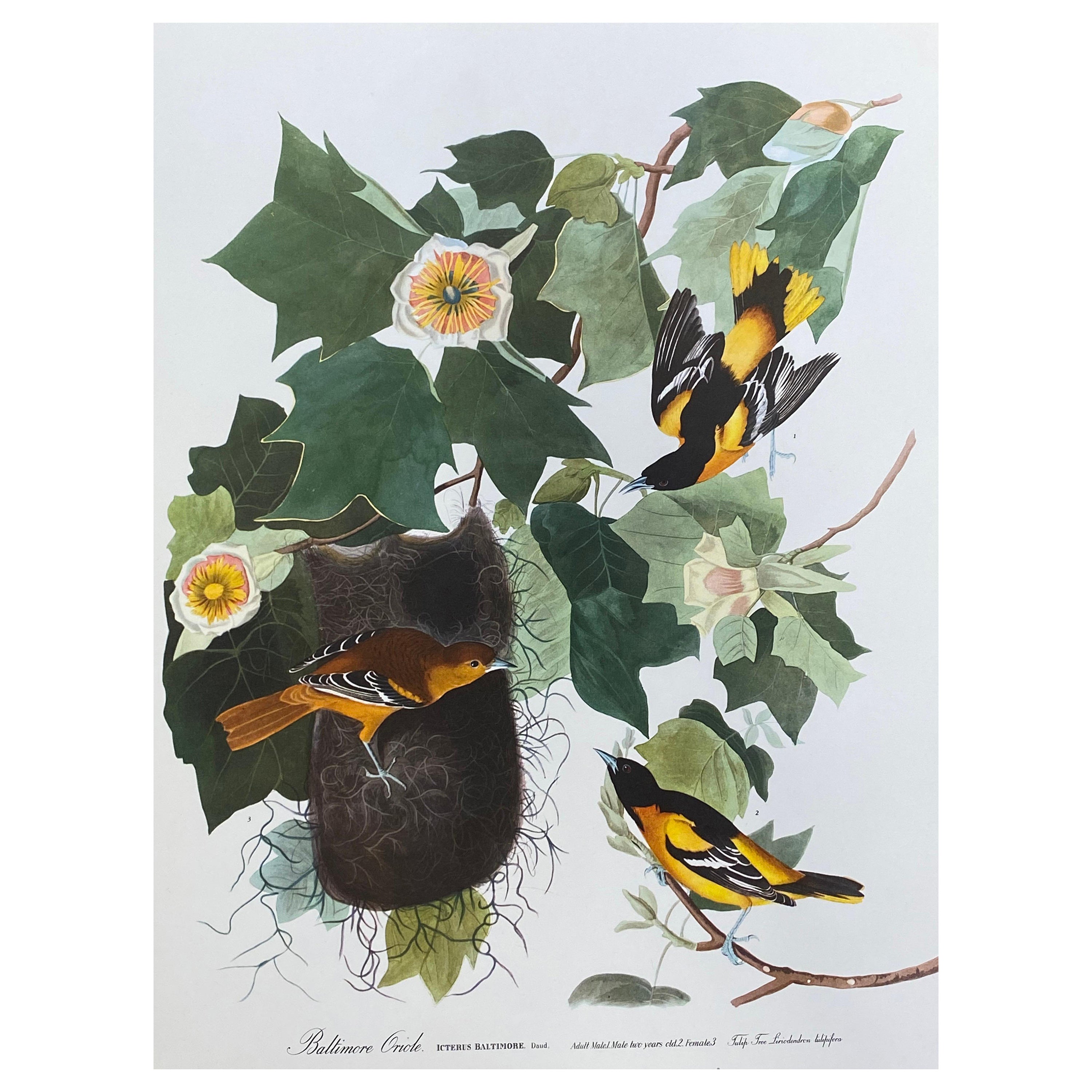 Large Classical Bird Color Print after John James Audubon, Baltimore Oriole For Sale