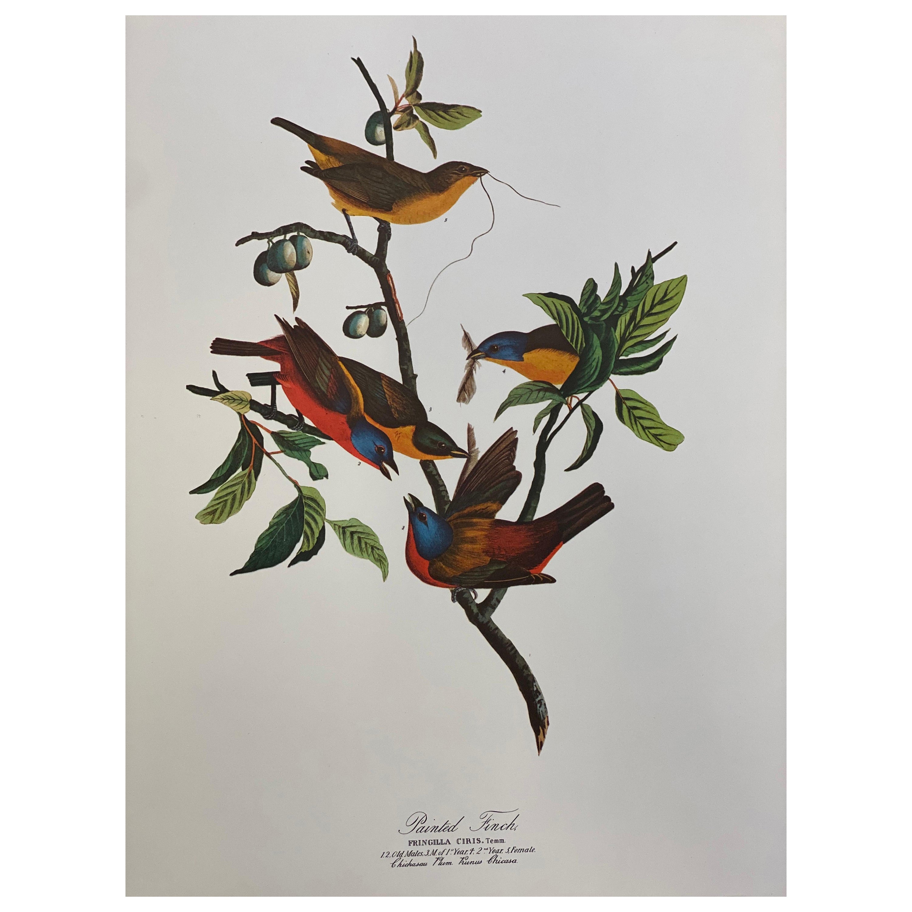 Large Classical Bird Color Print after John James Audubon, Painted Finch