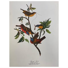 Vintage Large Classical Bird Color Print after John James Audubon, Painted Finch