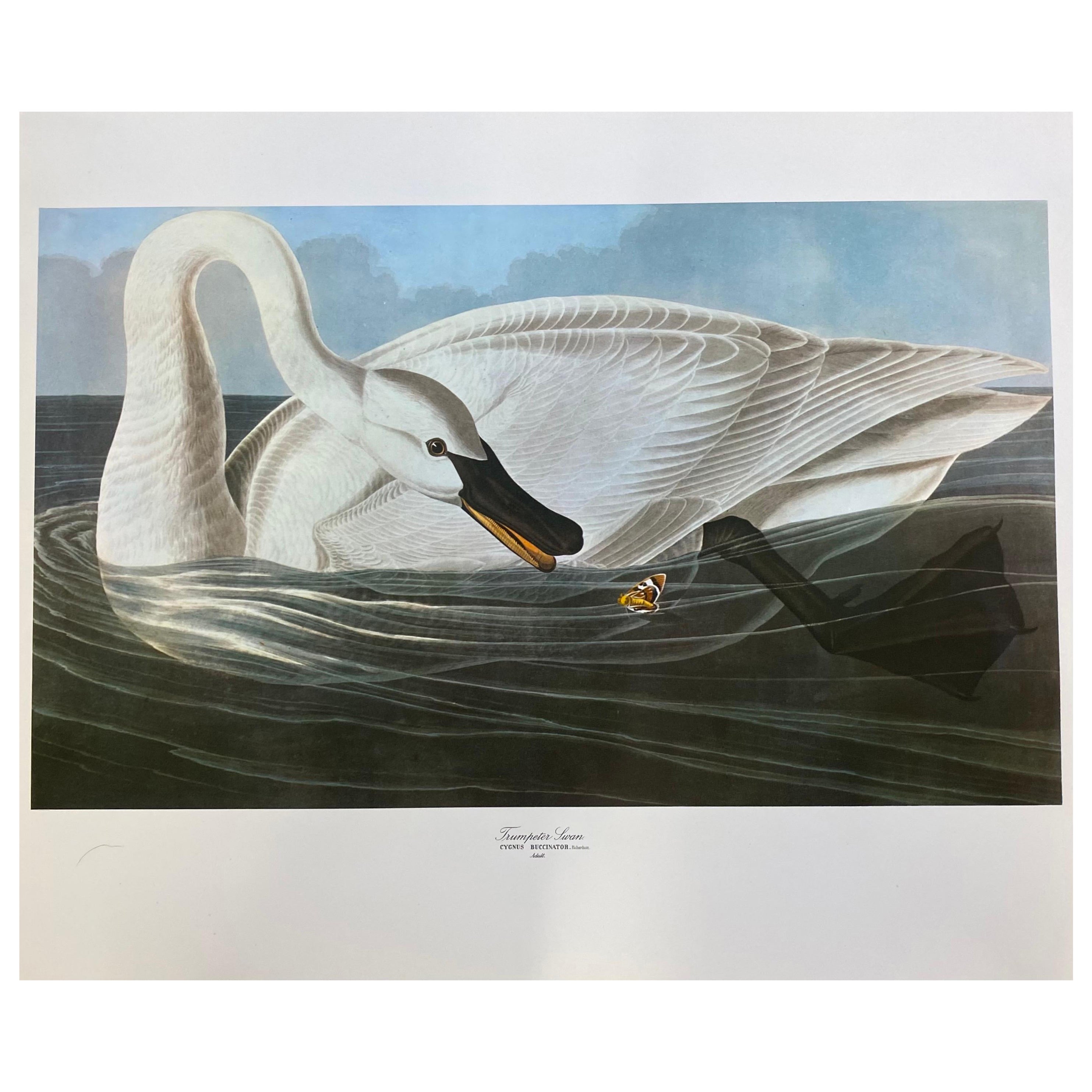 Large Classical Bird Color Print After John James Audubon, Trumpeter Swan For Sale
