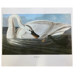 Large Classical Bird Color Print After John James Audubon, Trumpeter Swan