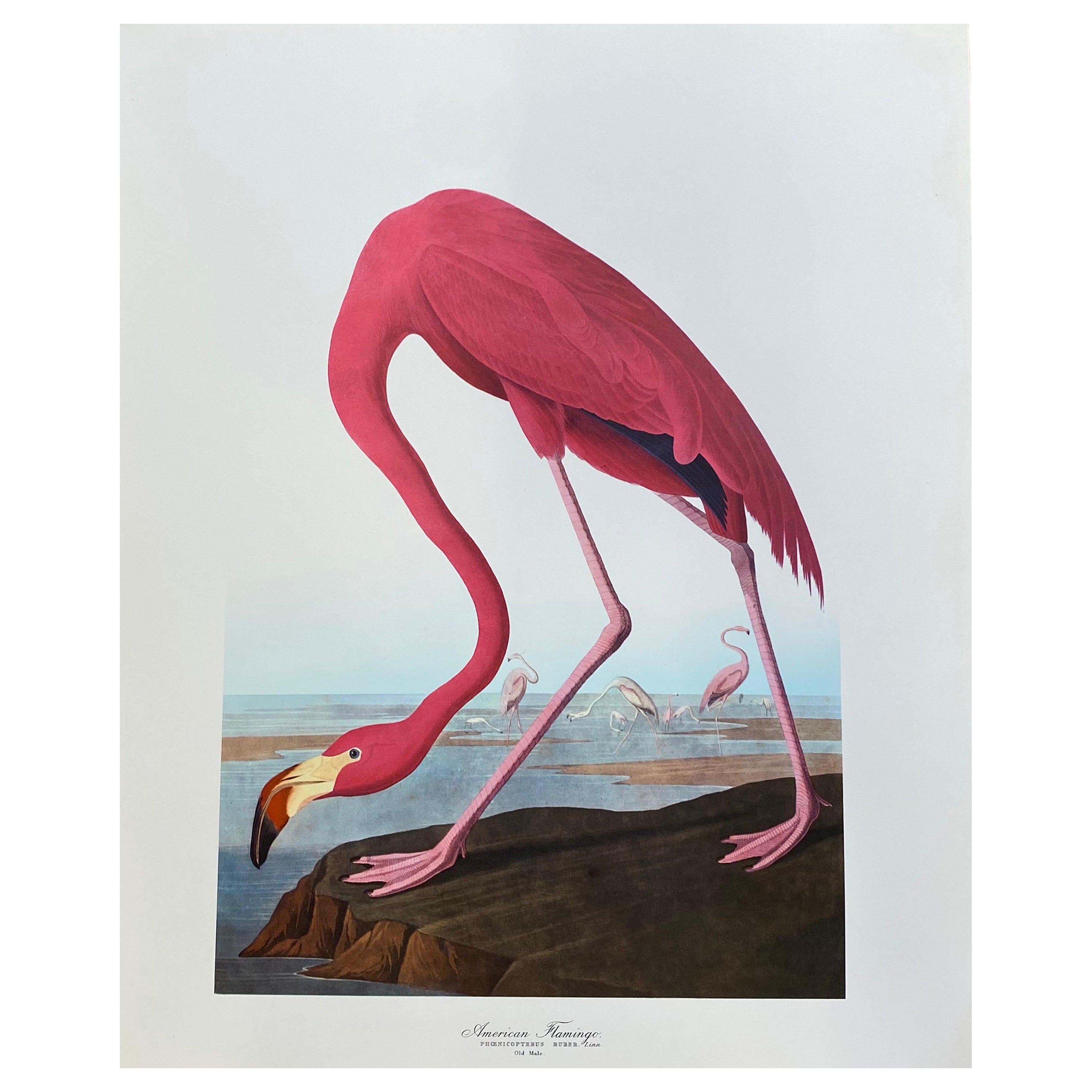 Large Classical Bird Color Print after John James Audubon, American Flamingo For Sale