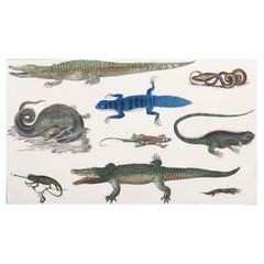 Original Antique Print of Reptiles, 1847 'Unframed'