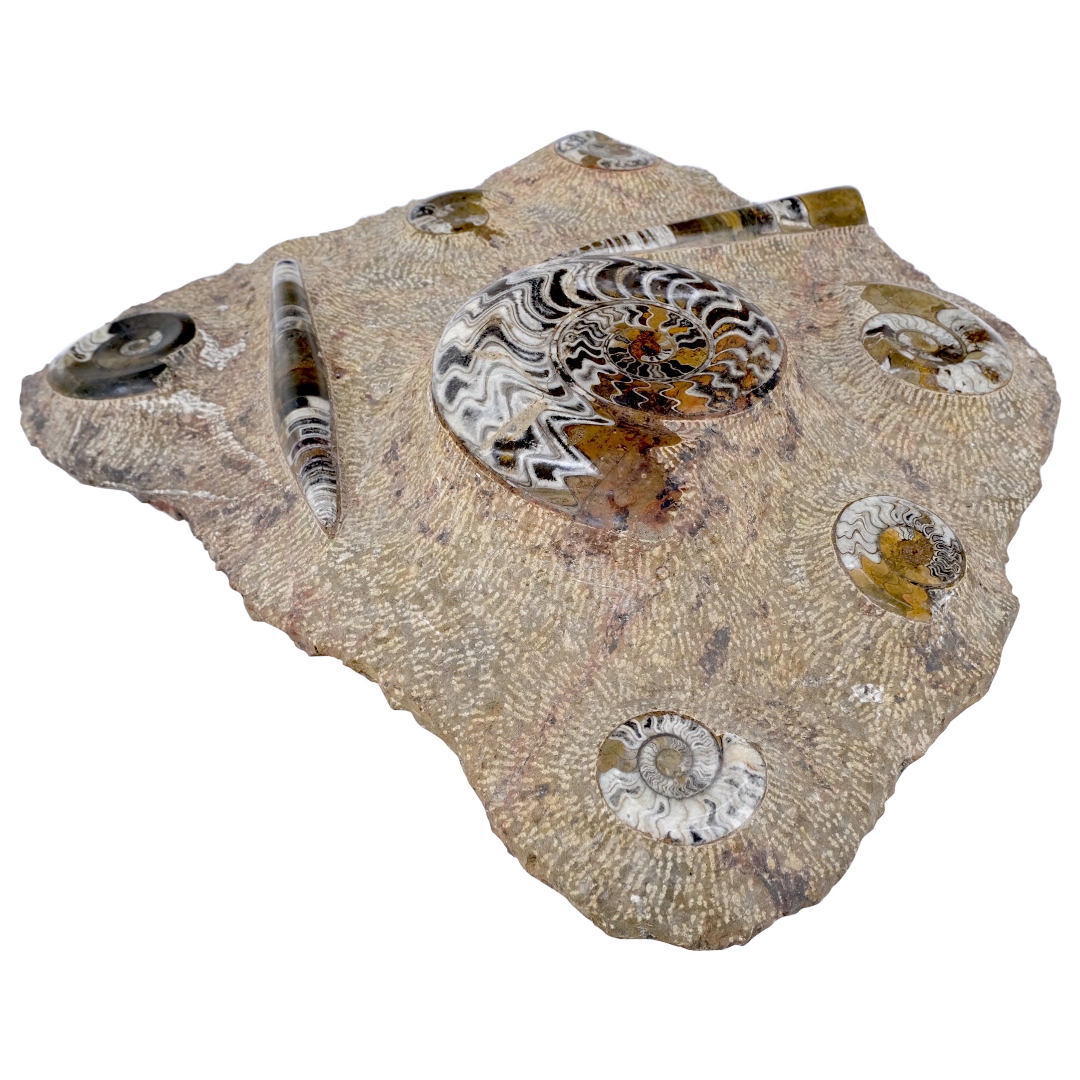 Large Fossil Cluster Authentic Ammonite Plaque Sculpture For Sale
