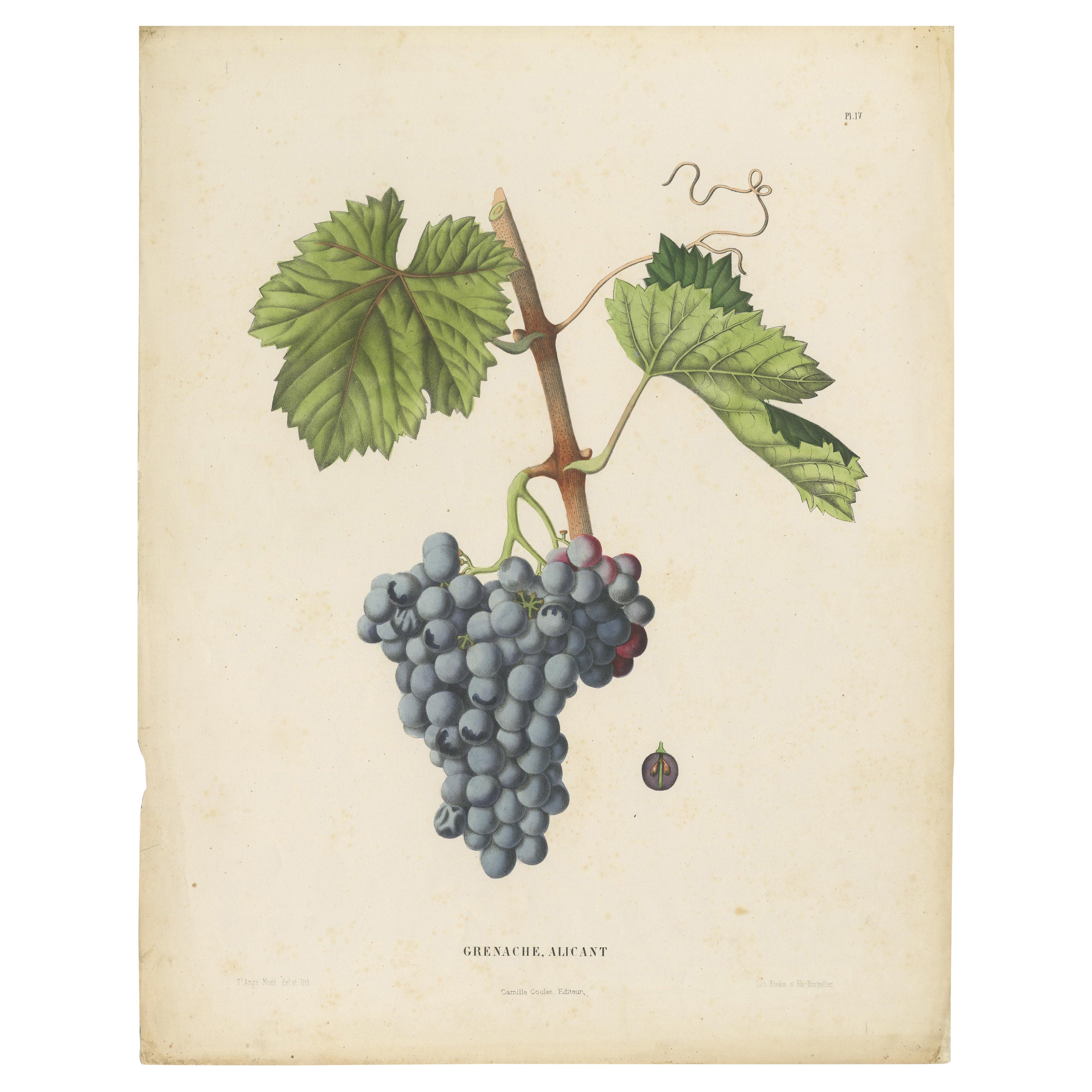 Rare lithographie originale et ancienne de la variété de raisins d'Alicante à la Grenache, 1890