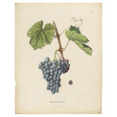 Rare Original Antique Lithograph of the Grenache Alicante Grape Variety, 1890
