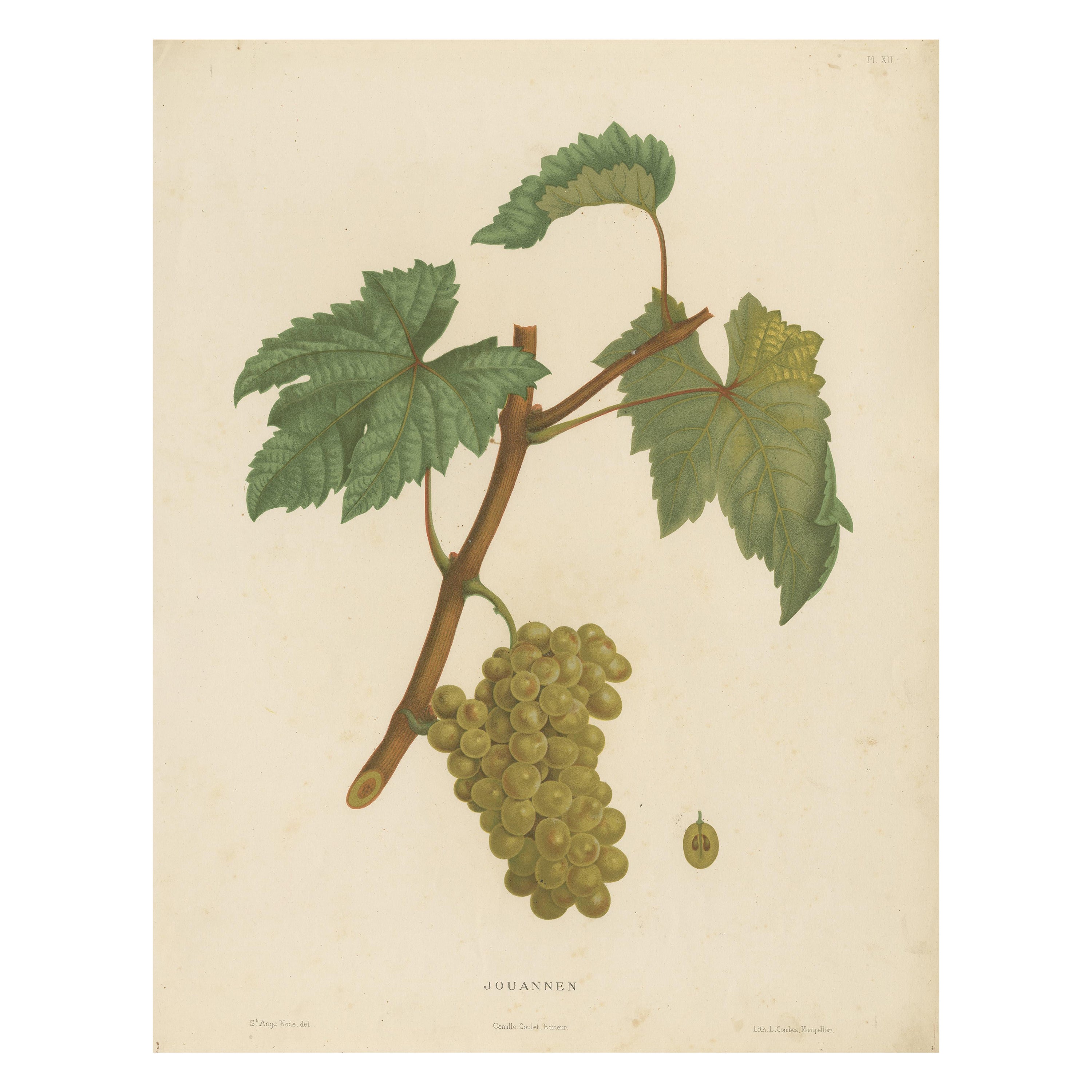 Rare Original Antique Lithograph of the Malvoisie Blanche Grape Variety, 1890