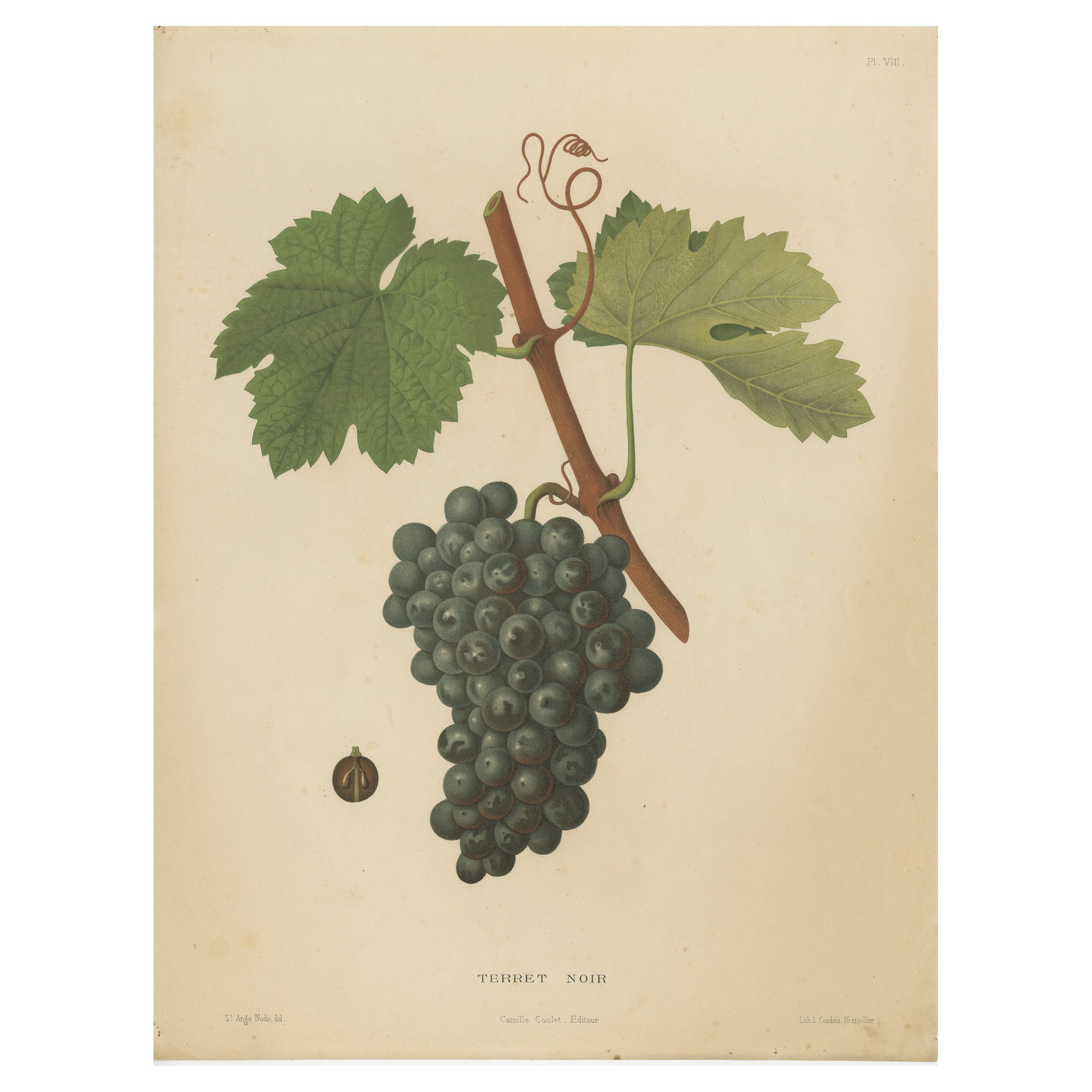 Rare lithographie ancienne d'origine de la variété de raisins de Terret Noir, 1890