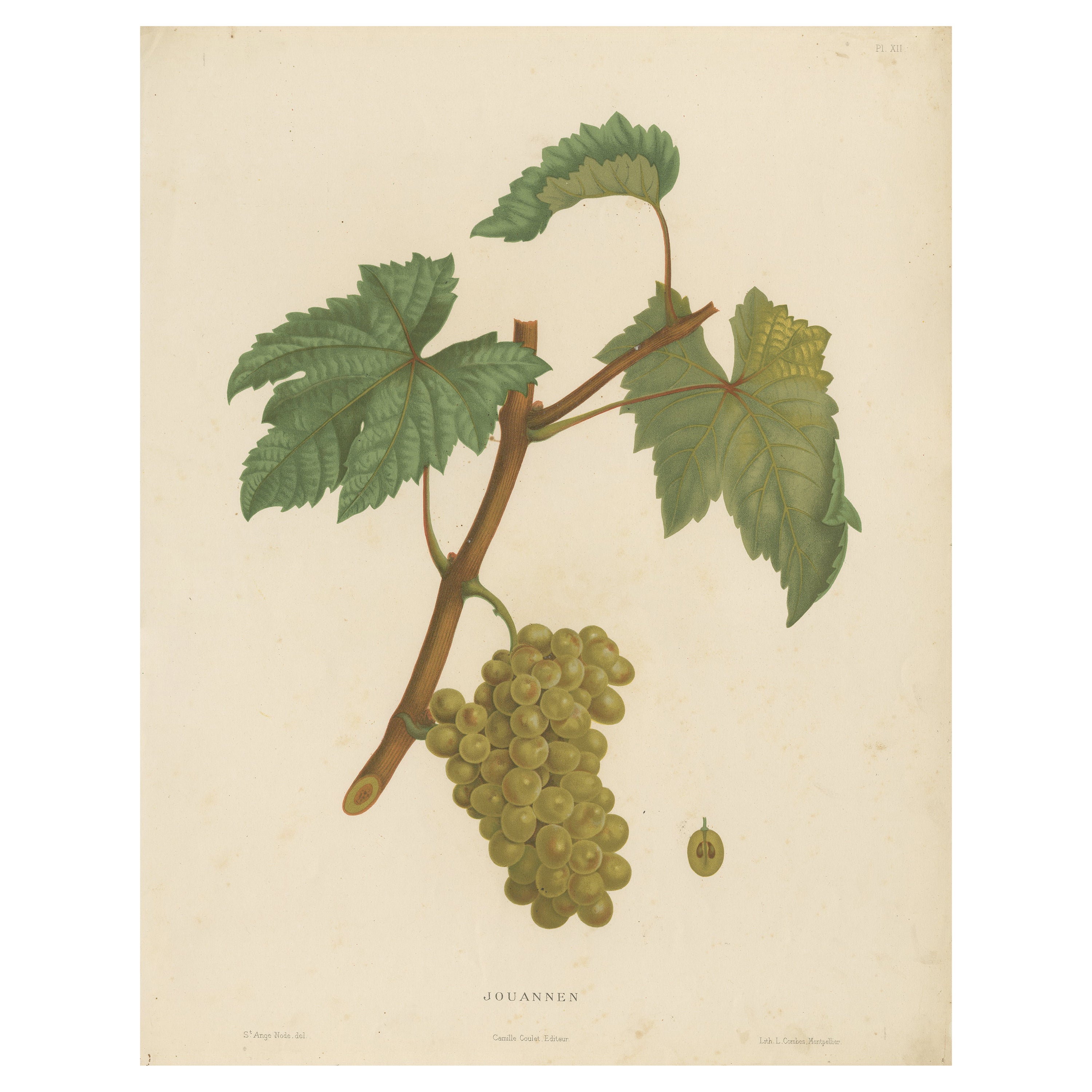 Rare Original Antique Lithograph of the Jouannen Grape Variety, 1890