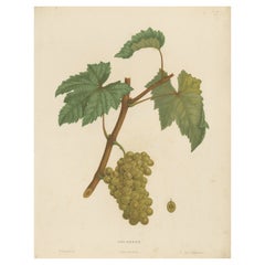 Rare lithographie ancienne d'origine représentant la variété de raisins de Jouannen, 1890