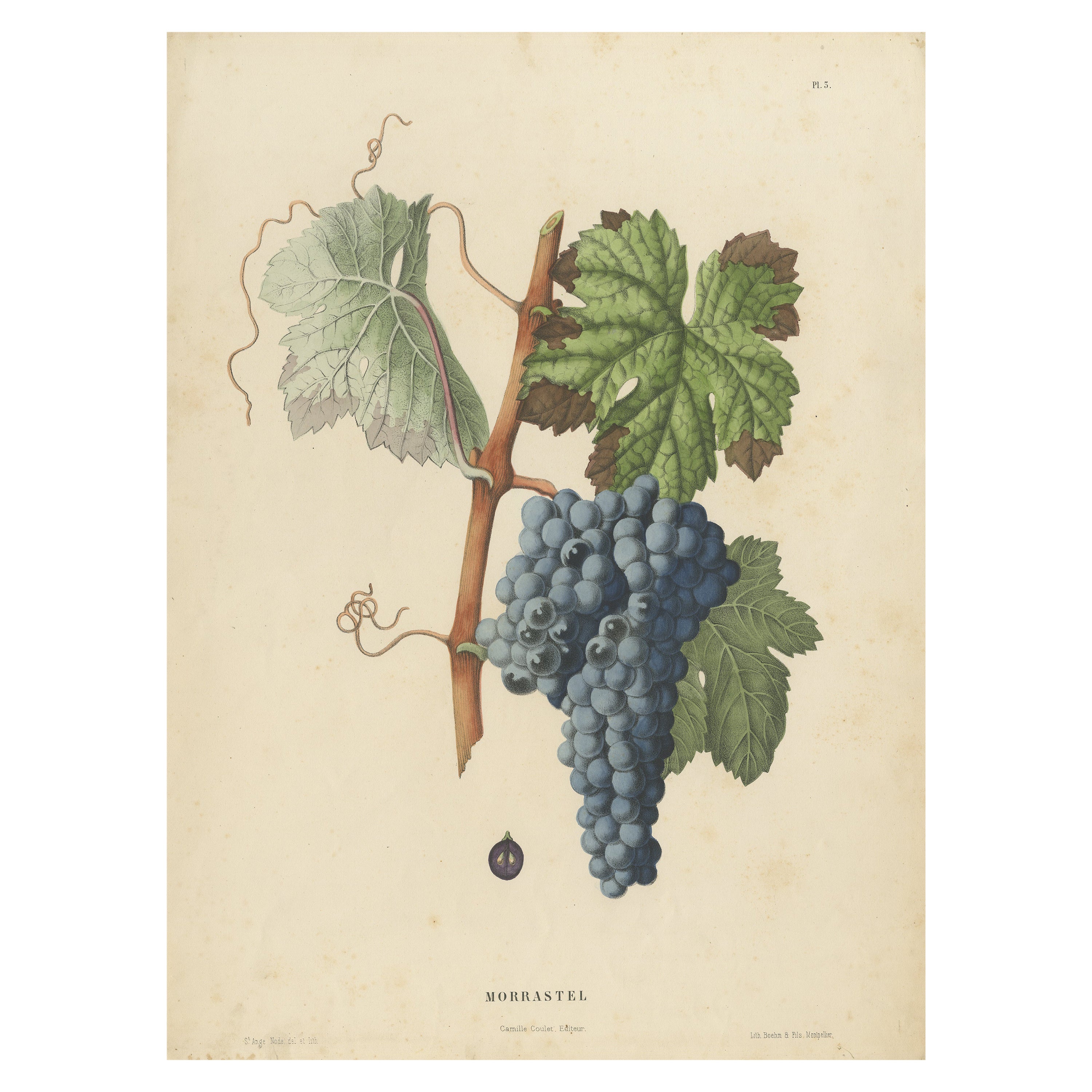 Rare lithographie originale et ancienne de la variété de raisin de Morrastel, 1890