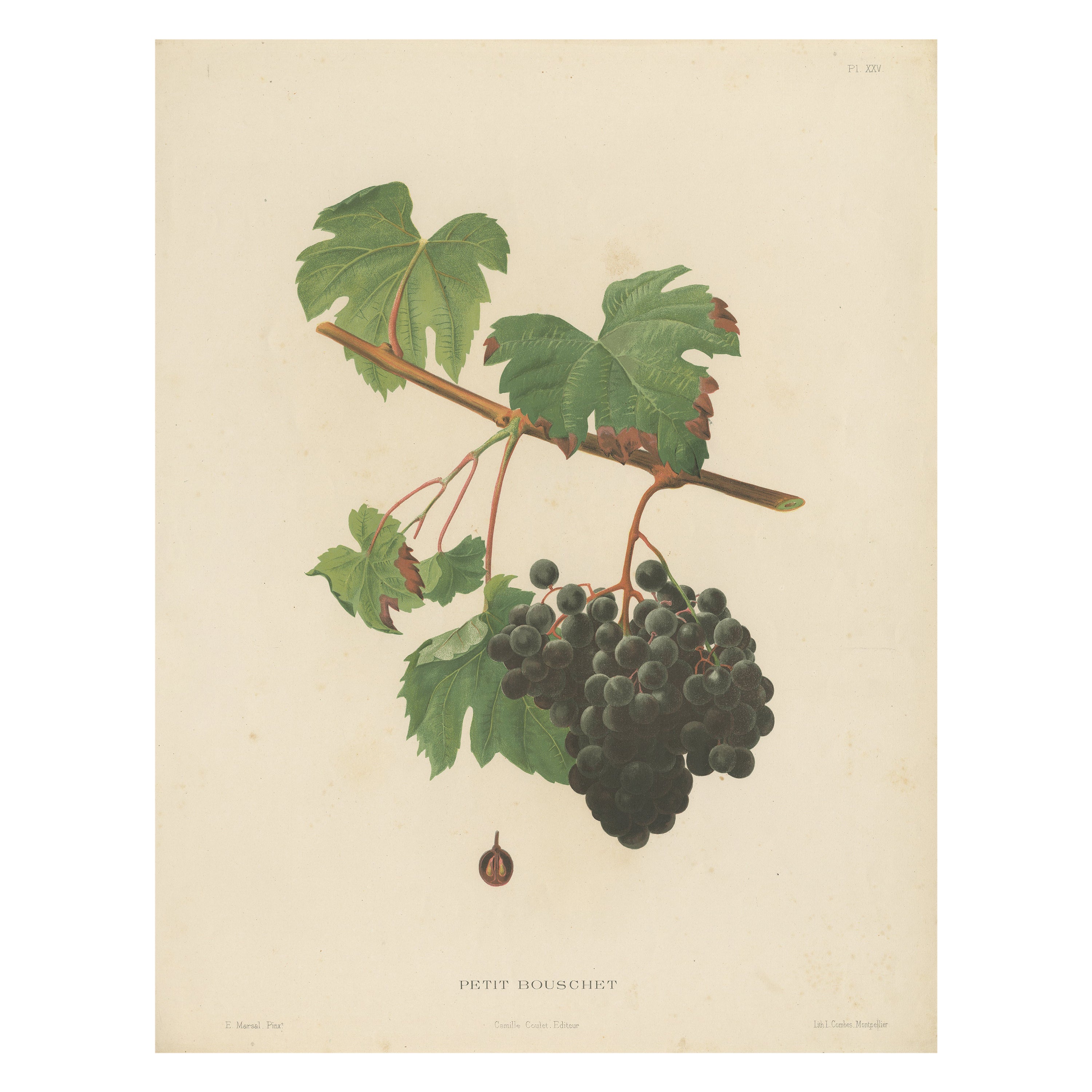 Rare Original Antique Lithograph of the Petit Bouschet Grape Variety, 1890 For Sale