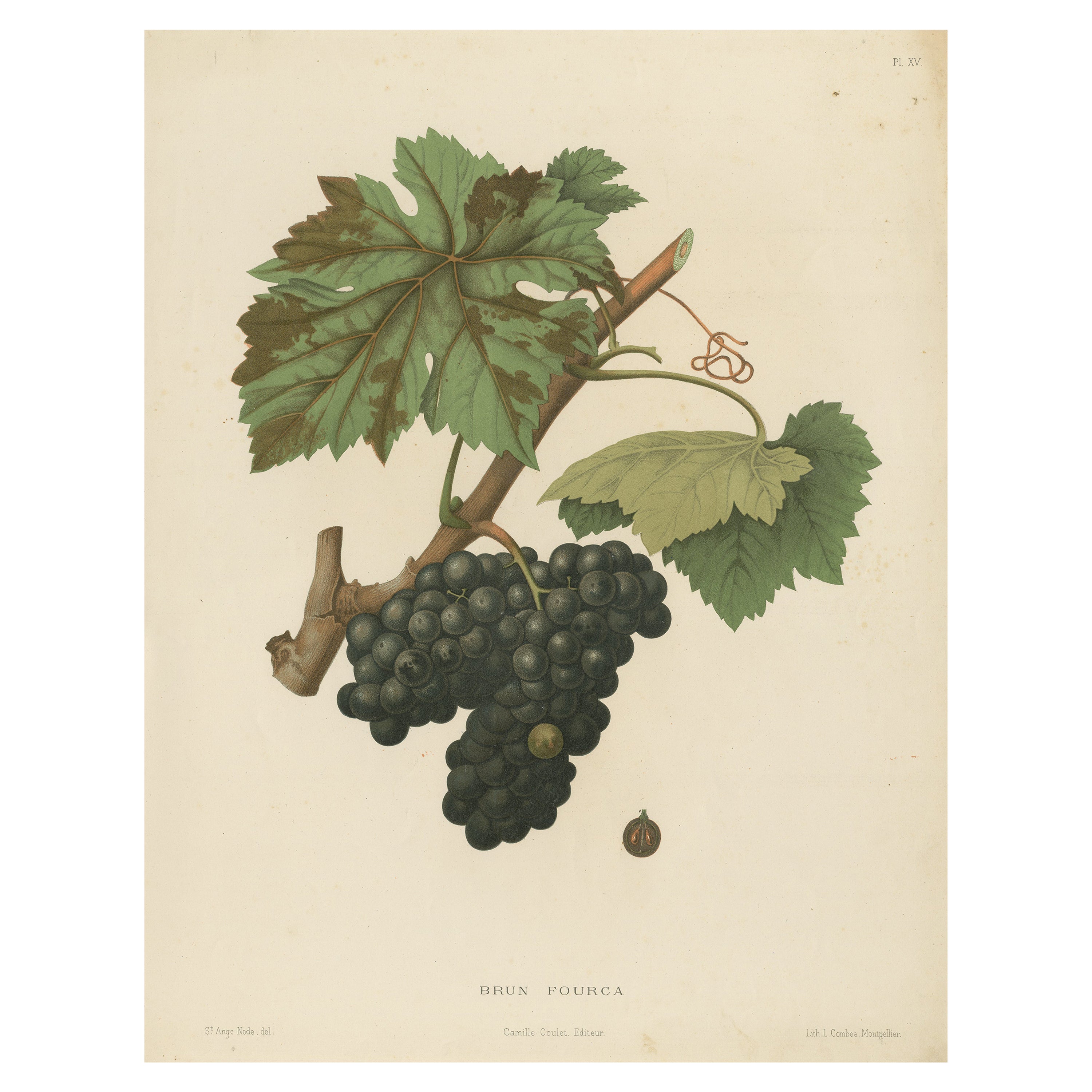 Rare lithographie originale ancienne d'origine représentant la variété de raisins Brun Fourca, 1890