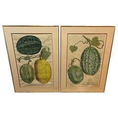 Pair of Large Vintage Botanical Prints of Melons
