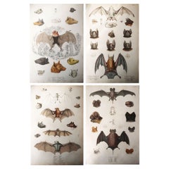 Set of 4 Large Original Antique Natural History Prints, Bats, circa 1835