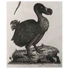 Original Antique Print of A Dodo, Circa 1790