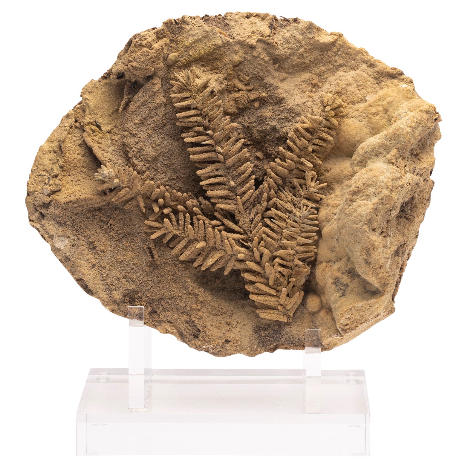 Fossil Leave in Travertine from Tyrol, Austria, Pleistocene Period For Sale