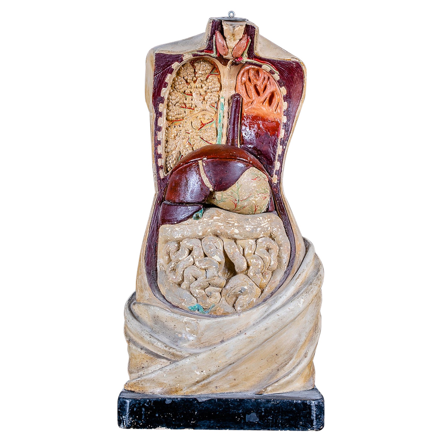 19th C Anatomical Didactic Model of a Torso with Removable Organs