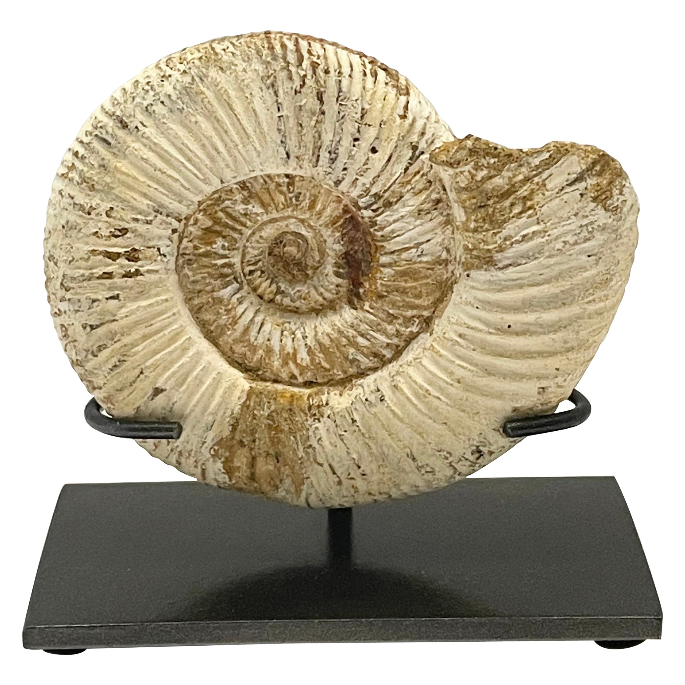 Small Ammonite Sculpture on Stand, Madagascar, Prehistoric