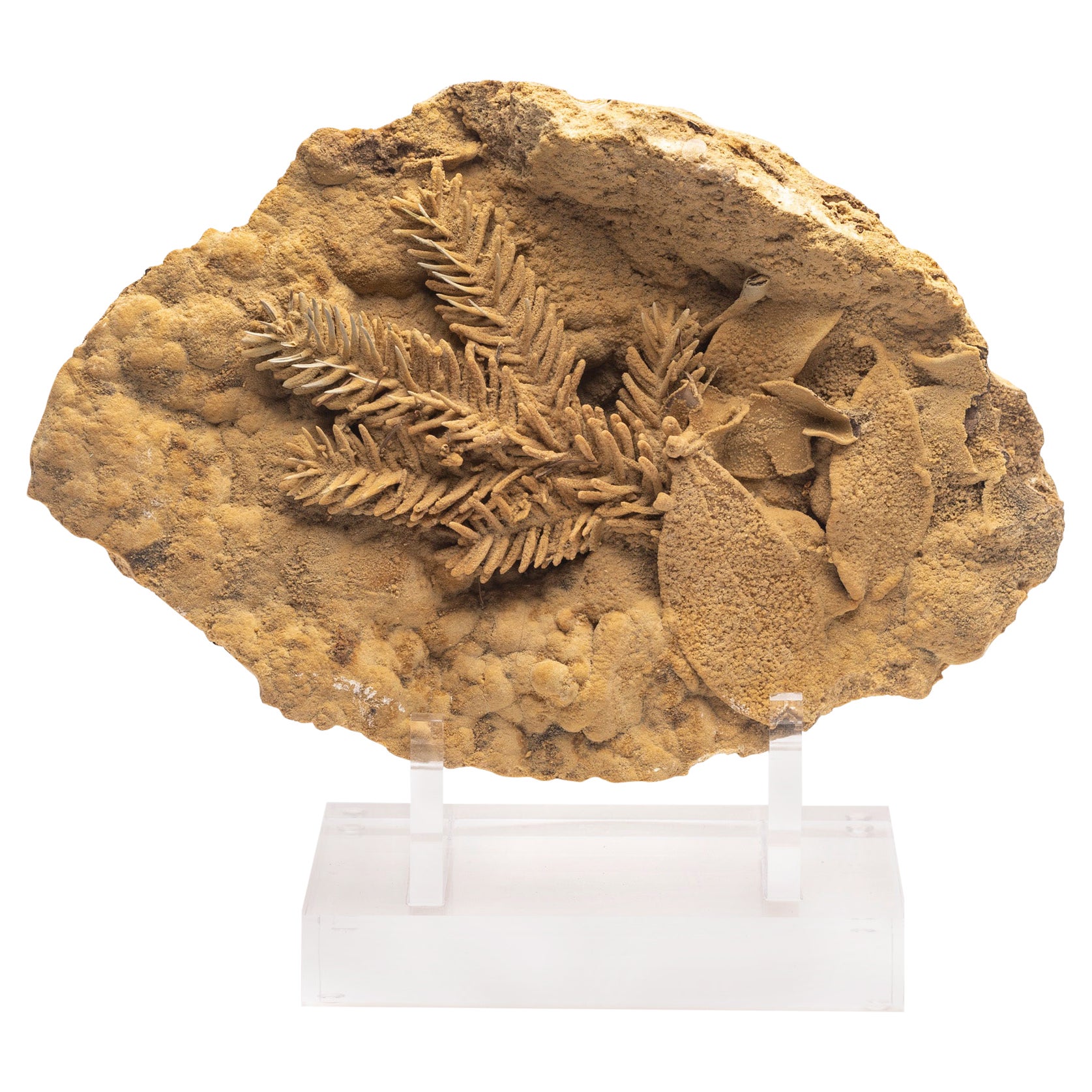 Fossilblatt aus Travertin aus Tyrol, Österreich, Pleistocene-Periode