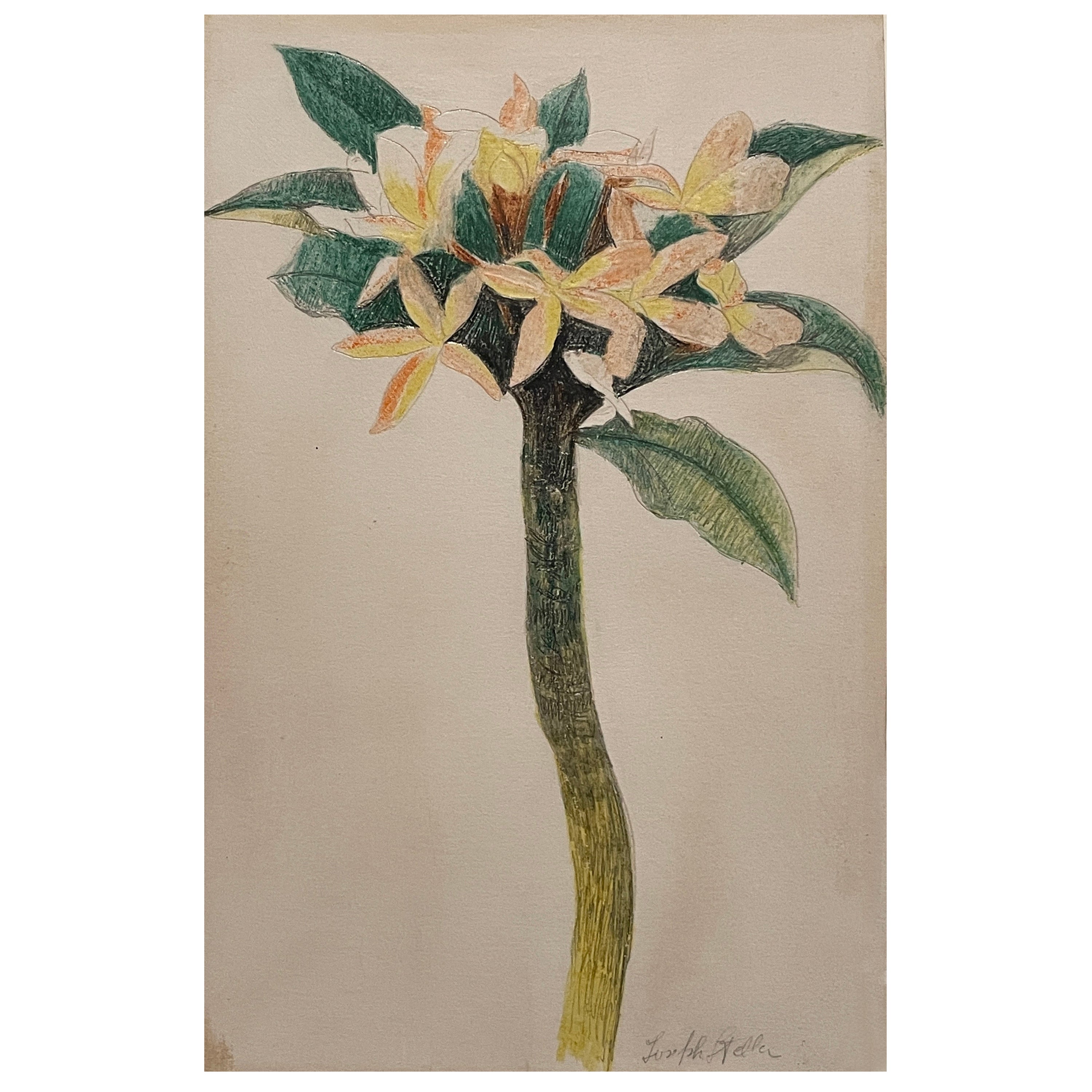 "Flower Study" by Joseph Stella American For Sale