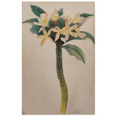 "Flower Study" by Joseph Stella American