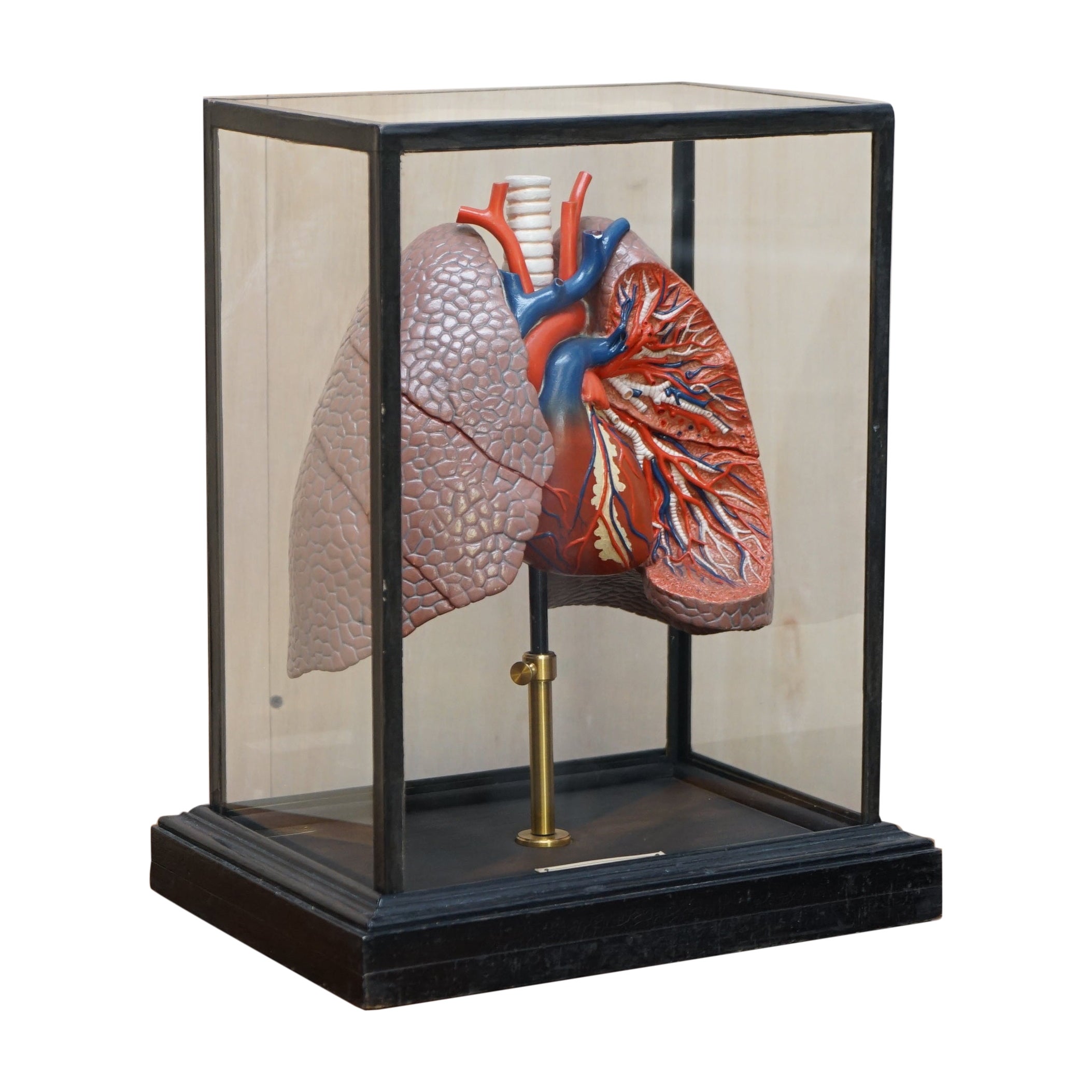Fine Vintage Deyrolle Paris Anatomical Model of Human Lungs in Display Case For Sale