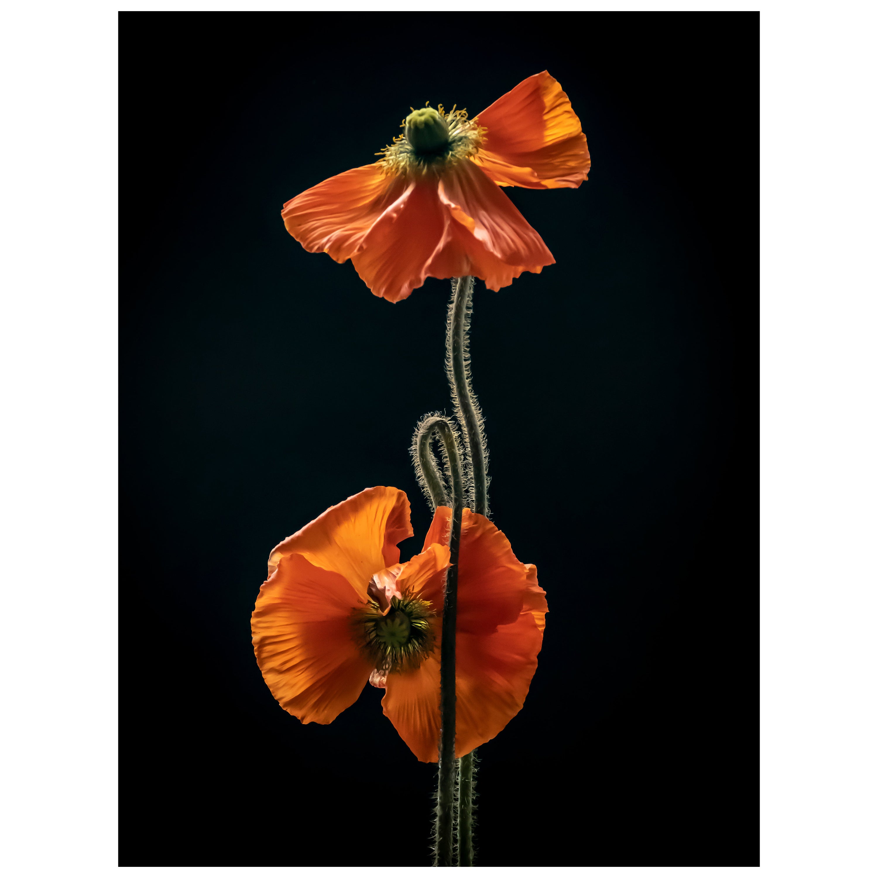 Anna Condo, Two Poppies, Dye Sublimation Print on Aluminum, US, 2021 For Sale