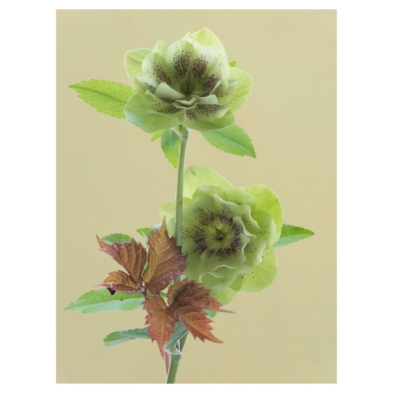 <i></noscript>From My Garden #1,</i> 2016, by Anna Condo