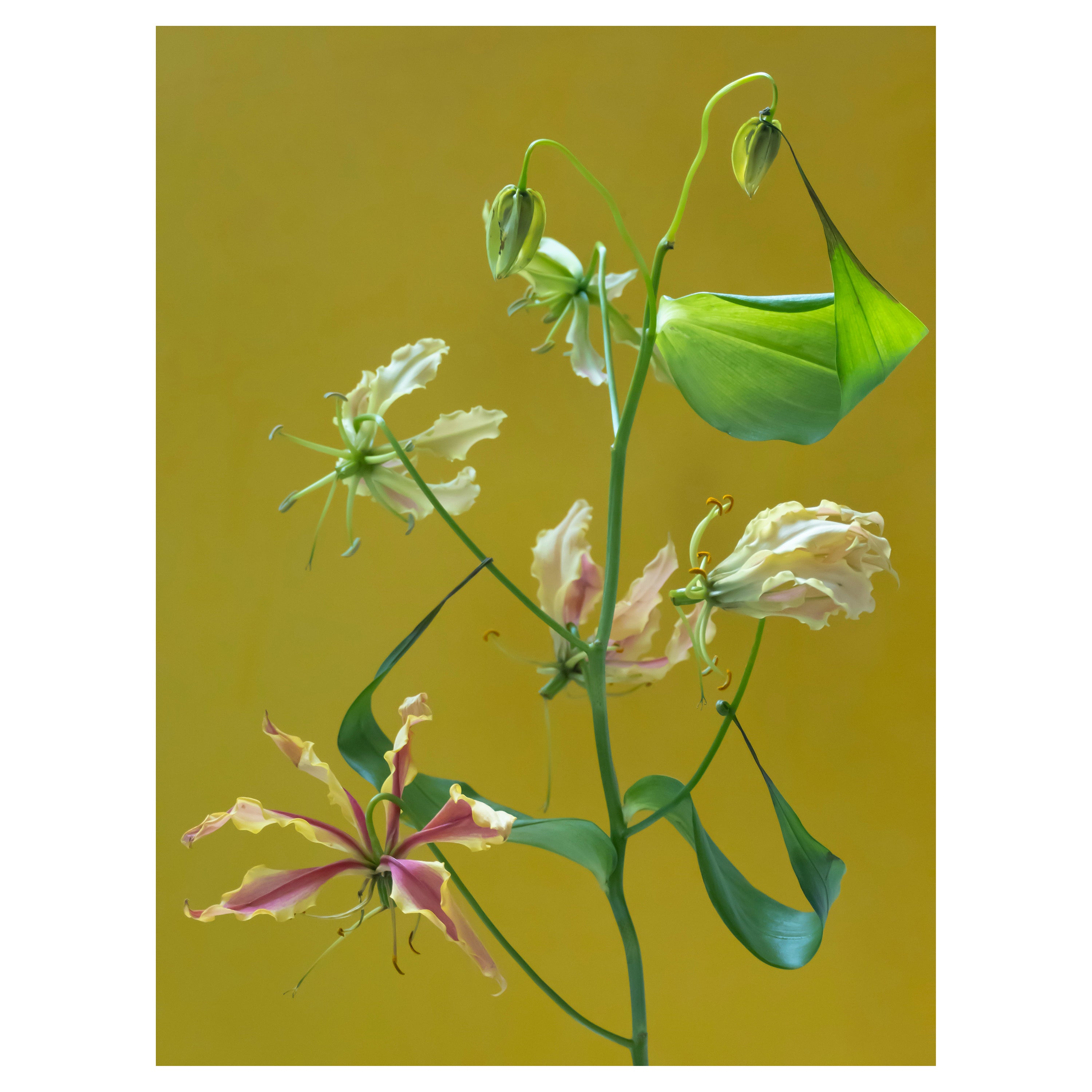 Anna Condo, Gloriosa Lillies, Dye Sublimation Print on Aluminum, US, 2021