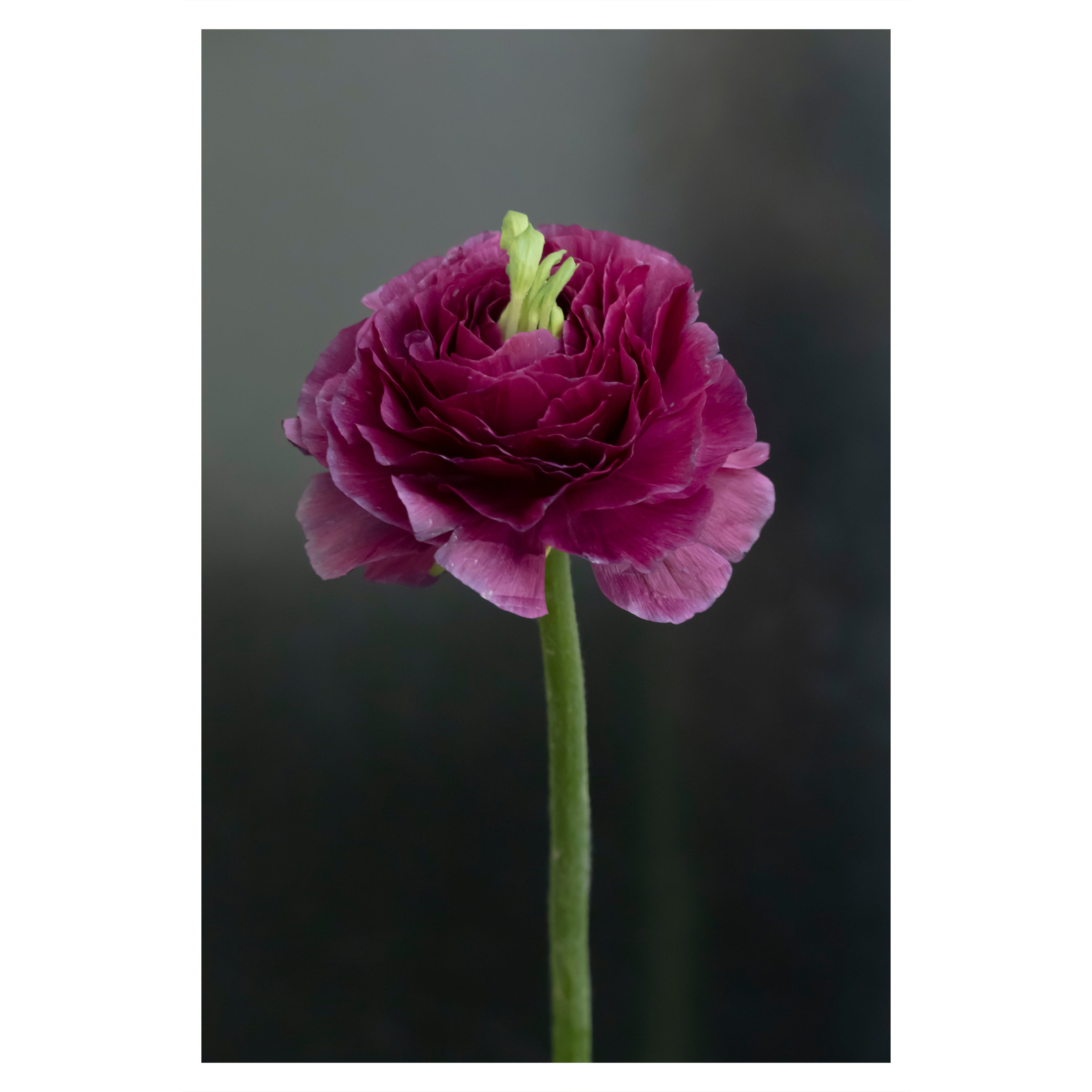 Anna Condo, Ranunculus, Dye Sublimation Print on Aluminum, US, 2021