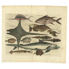 Antique Print of Sea Snipe and Other Fish Species in Old Hand-Coloring, '1744'