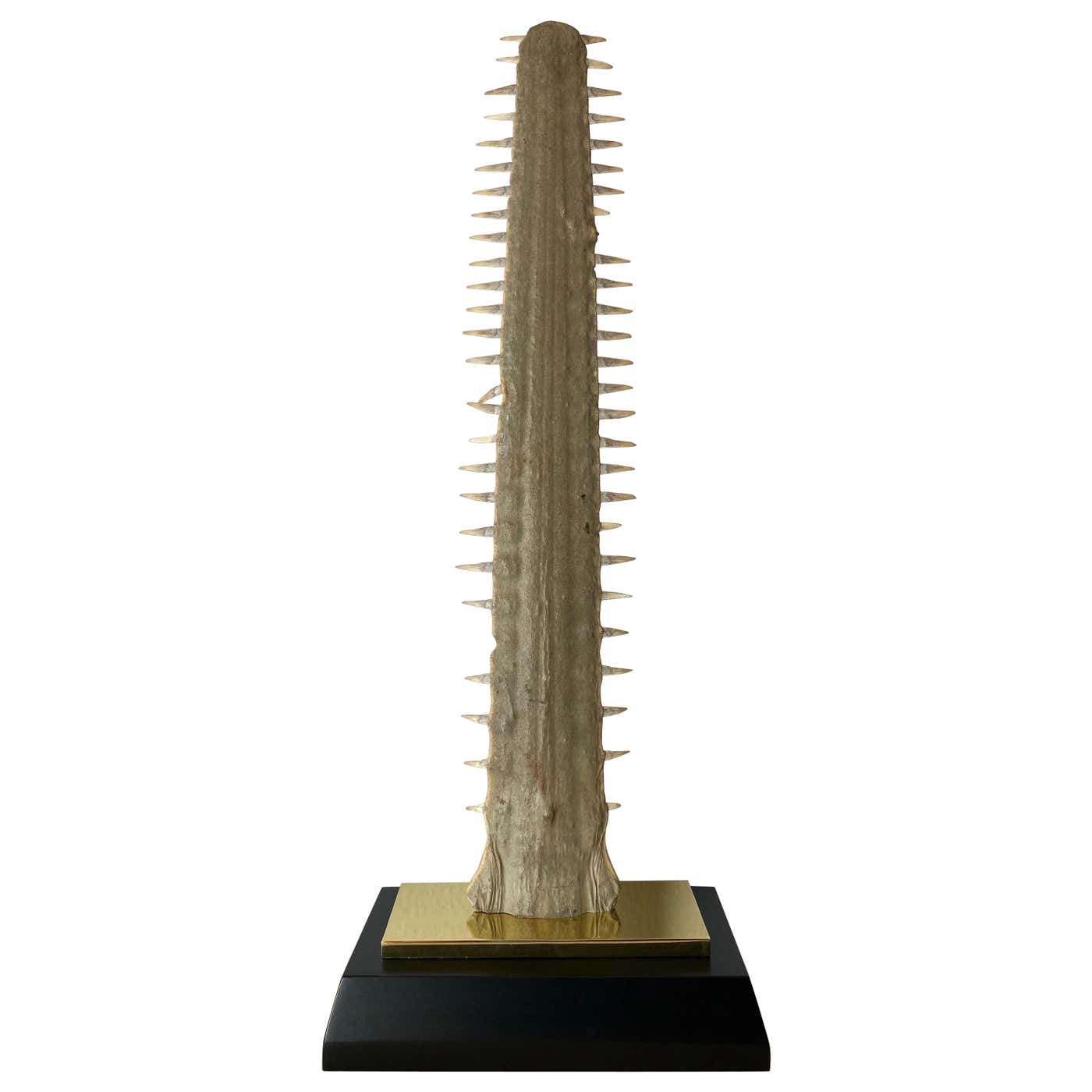Sawfish Rostrum / Bill at 1stDibs | sawfish rostrum for sale, sawfish ...