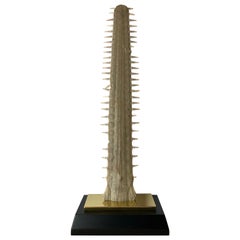 Sawfish Rostrum / Bill