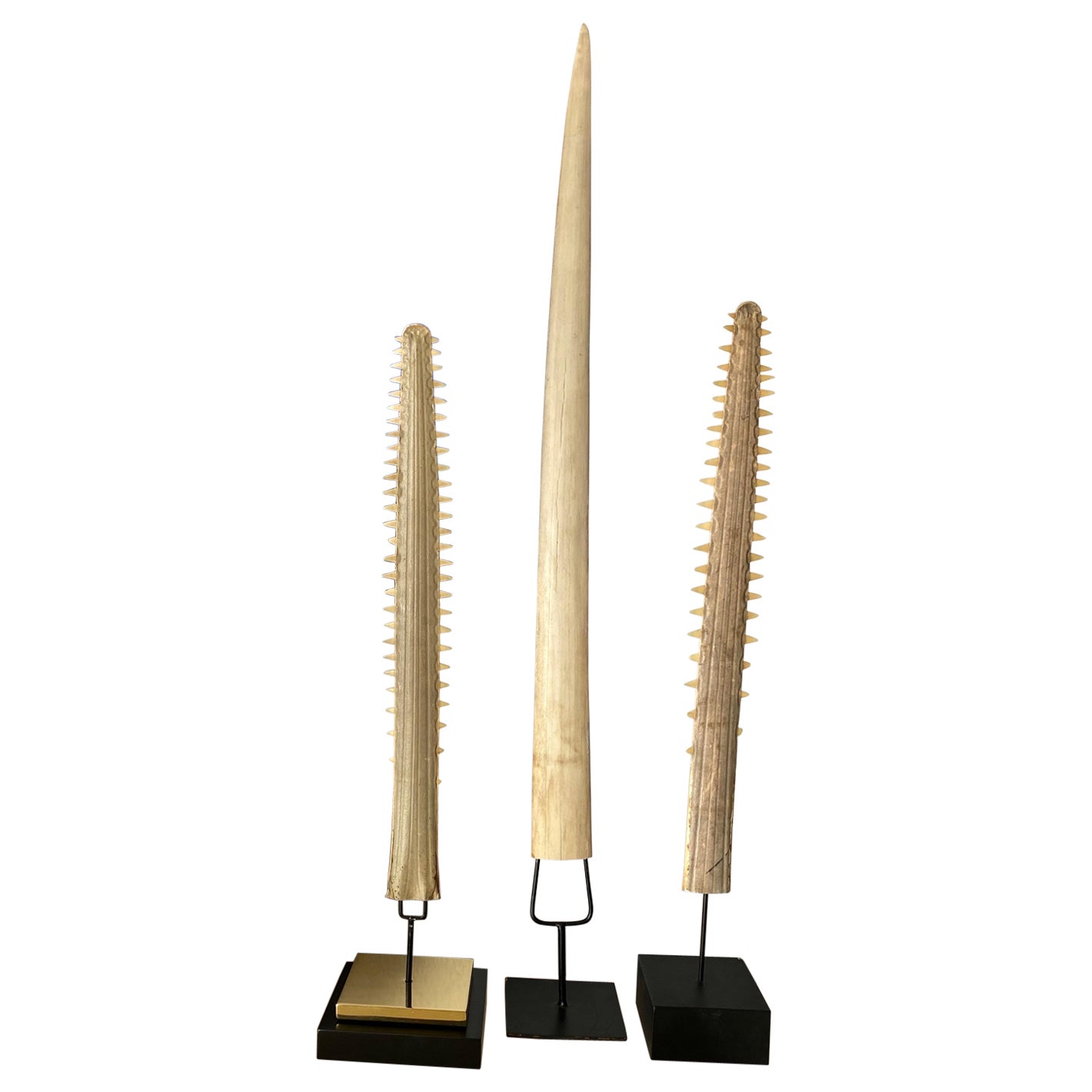 Set of Three Sawfish and Swordfish Rustrums