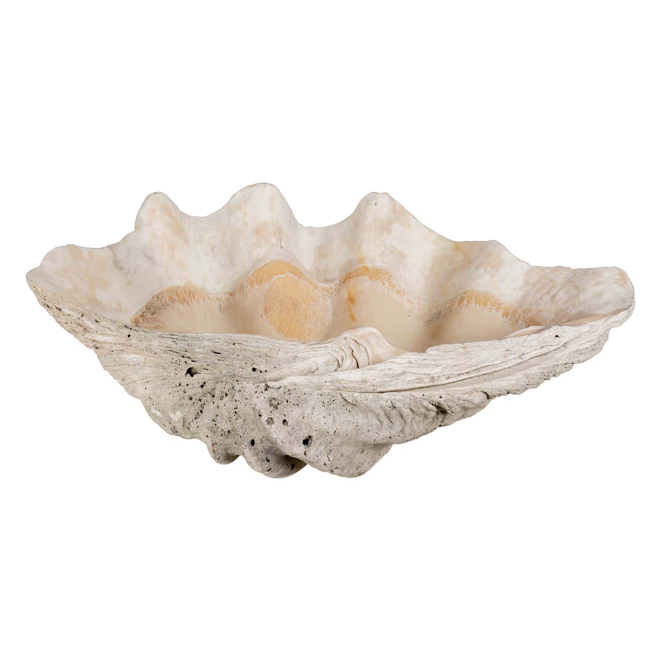 Giant Clam Shell Natural Specimen at 1stDibs
