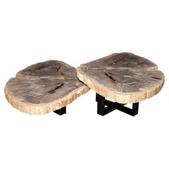 Paire de tables basses ou de centre de table en bois pétrifié avec base en métal noir